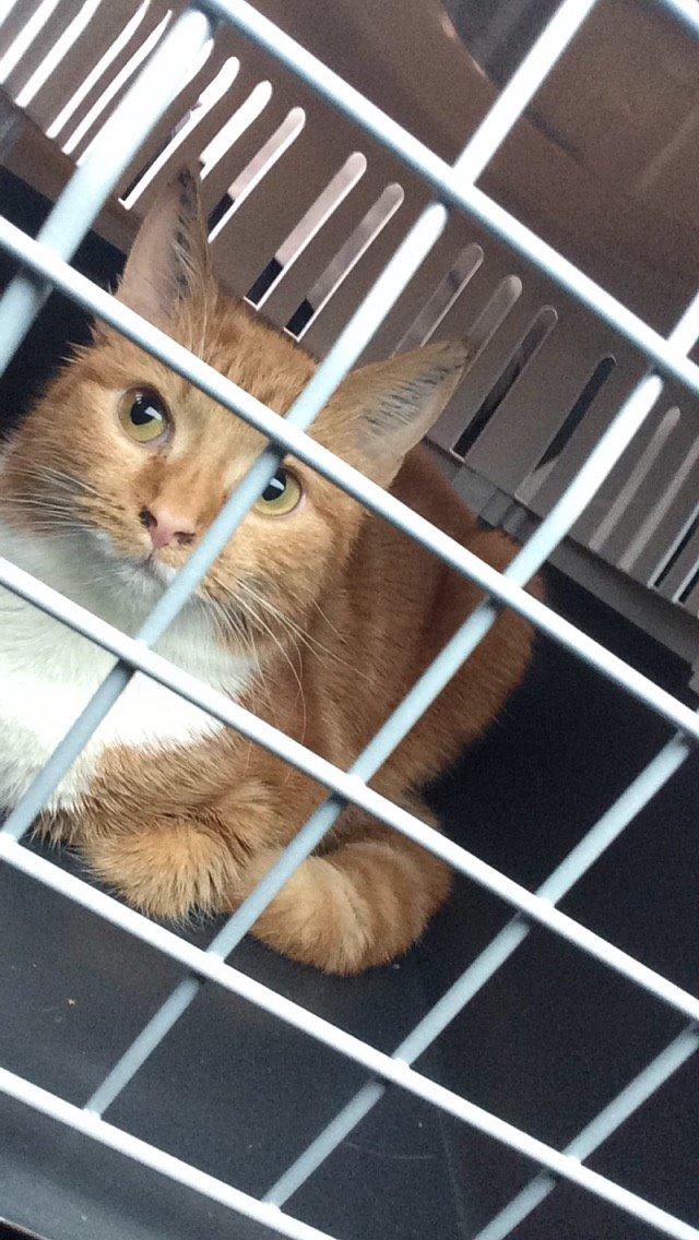 Blanding af racer Budding r.i.p billede 19