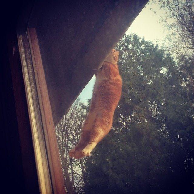 Blanding af racer Budding r.i.p - Budding der ikke kunne komme op på taget :D billede 29