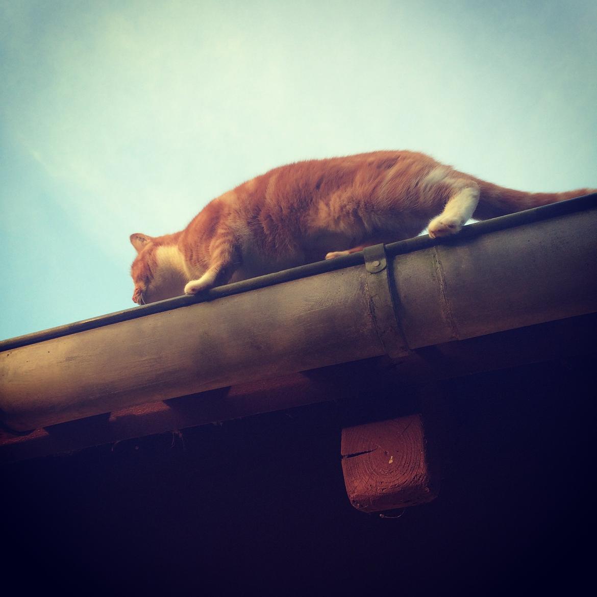 Blanding af racer Budding r.i.p - Og Budding der så ikke kunne komme ned.. billede 30