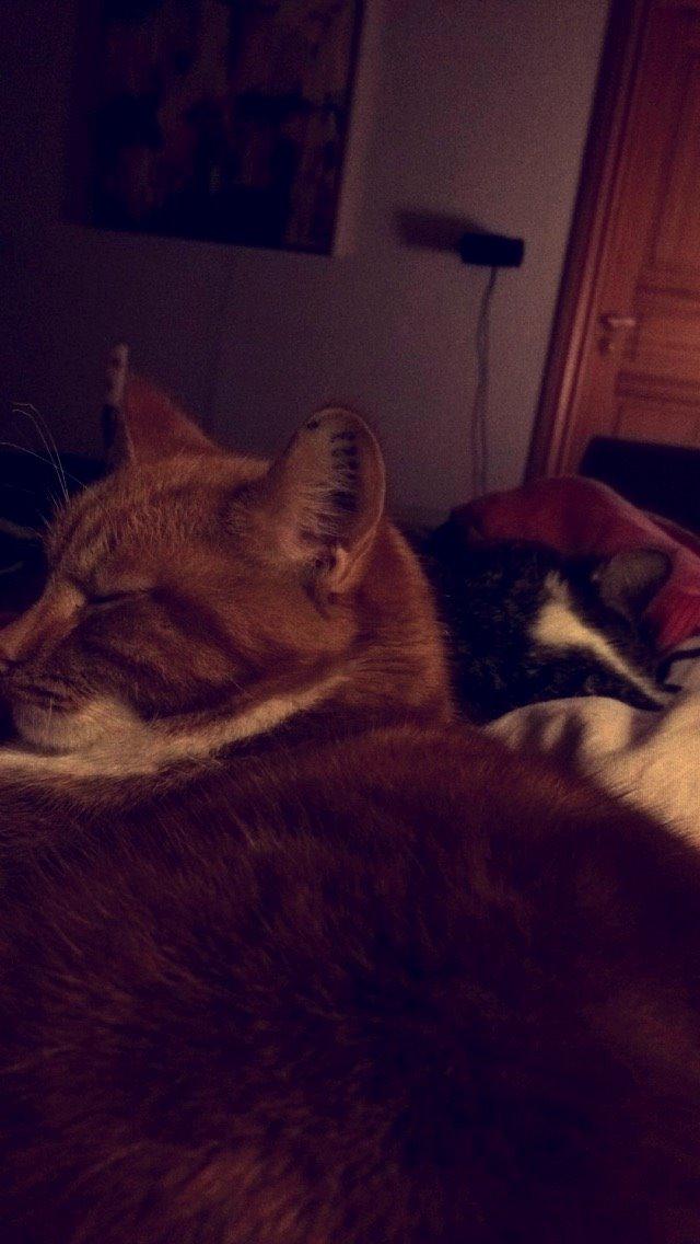 Blanding af racer Budding r.i.p billede 31