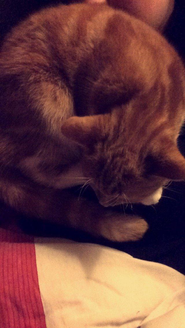 Blanding af racer Budding r.i.p billede 33