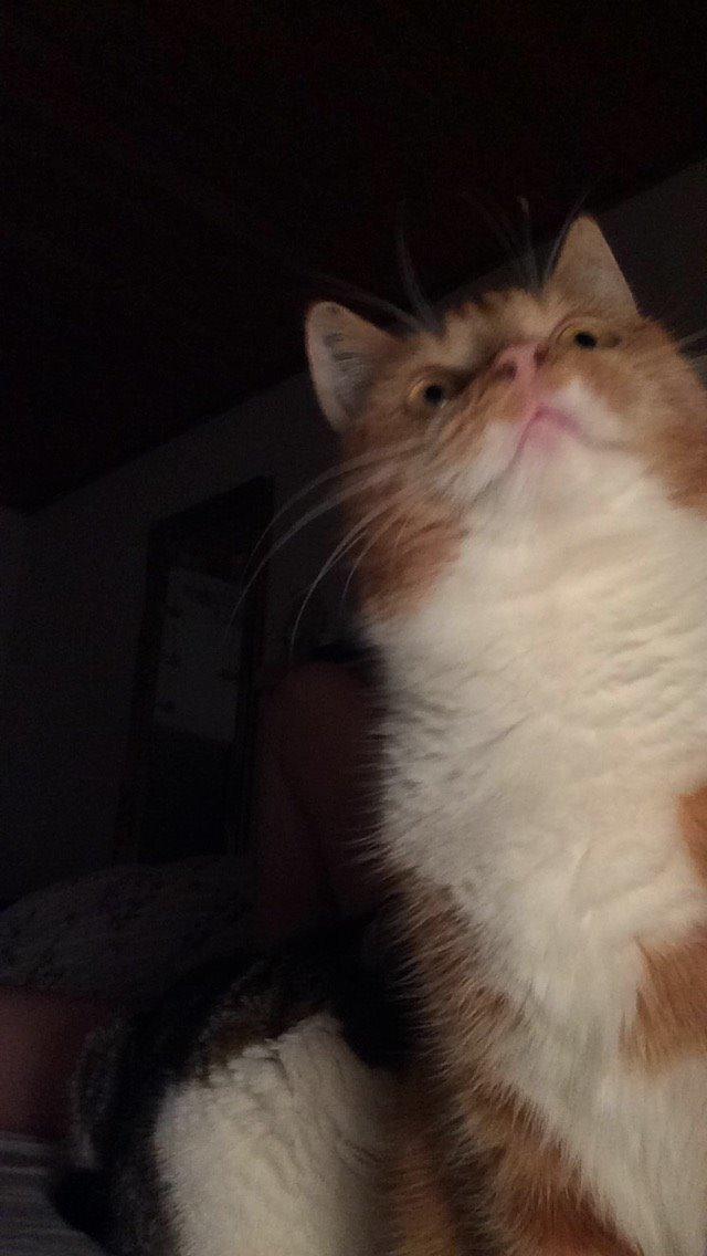 Blanding af racer Budding r.i.p billede 34