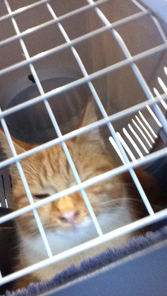 Blanding af racer Budding r.i.p billede 35