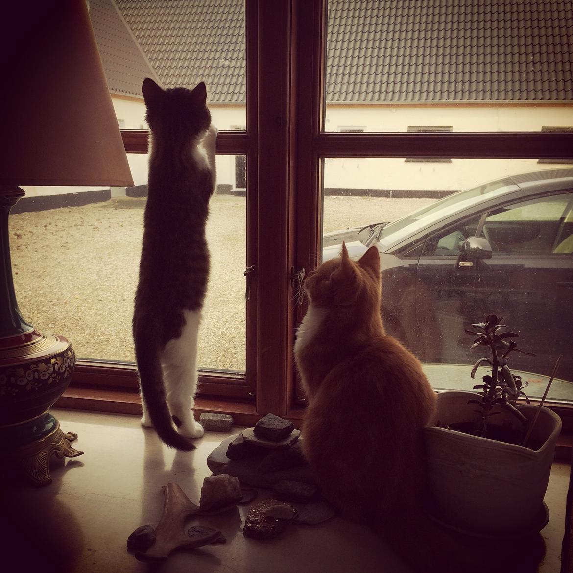 Blanding af racer Budding r.i.p billede 36