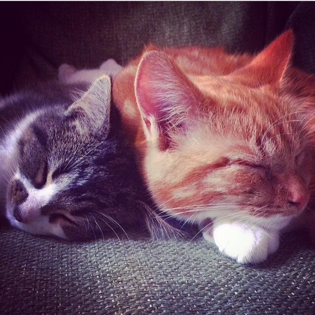 Blanding af racer Budding r.i.p - Storm og Budding <3 Velkommen til Buddings profil billede 1