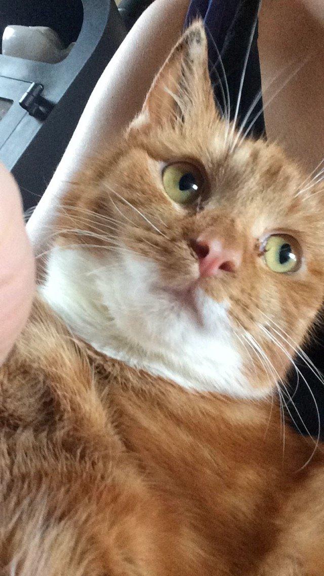 Blanding af racer Budding r.i.p billede 37