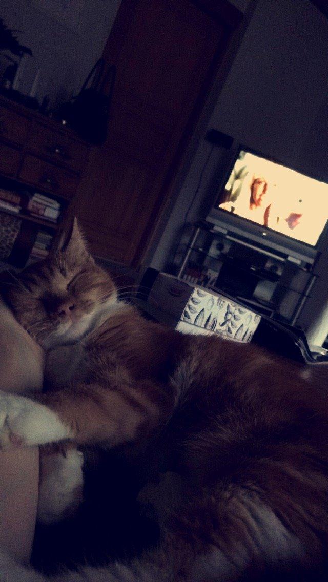 Blanding af racer Budding r.i.p billede 40