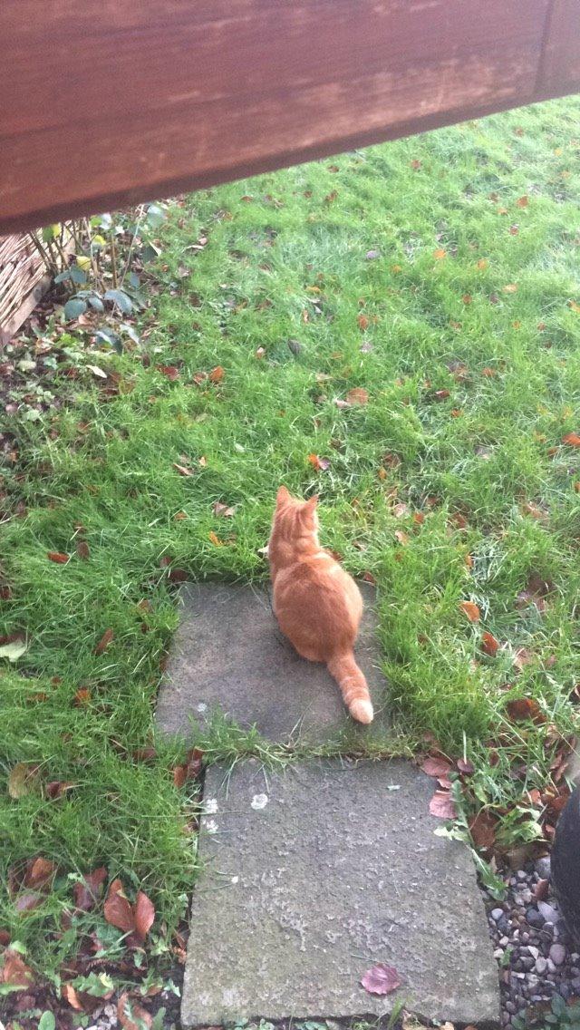 Blanding af racer Budding r.i.p billede 41