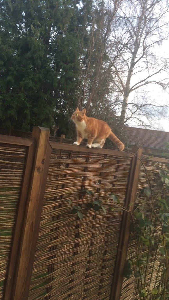 Blanding af racer Budding r.i.p billede 42