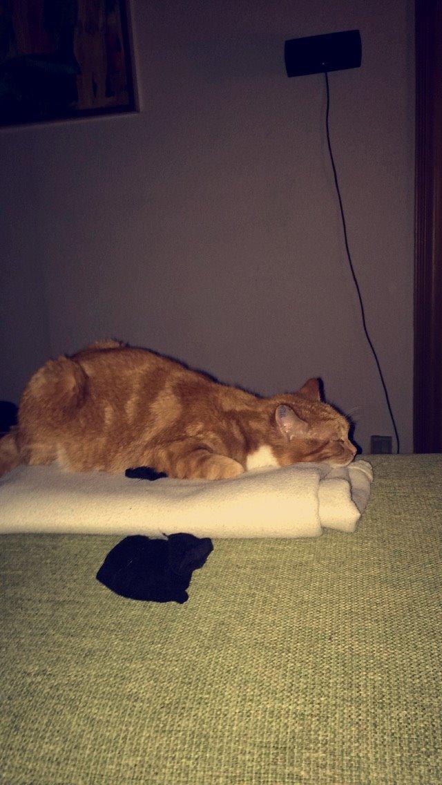 Blanding af racer Budding r.i.p billede 38