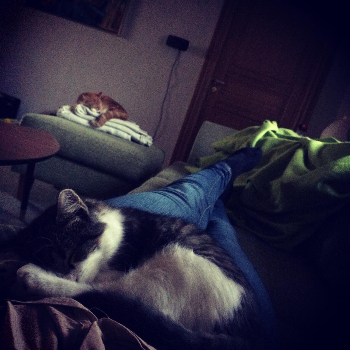 Blanding af racer Storm billede 1