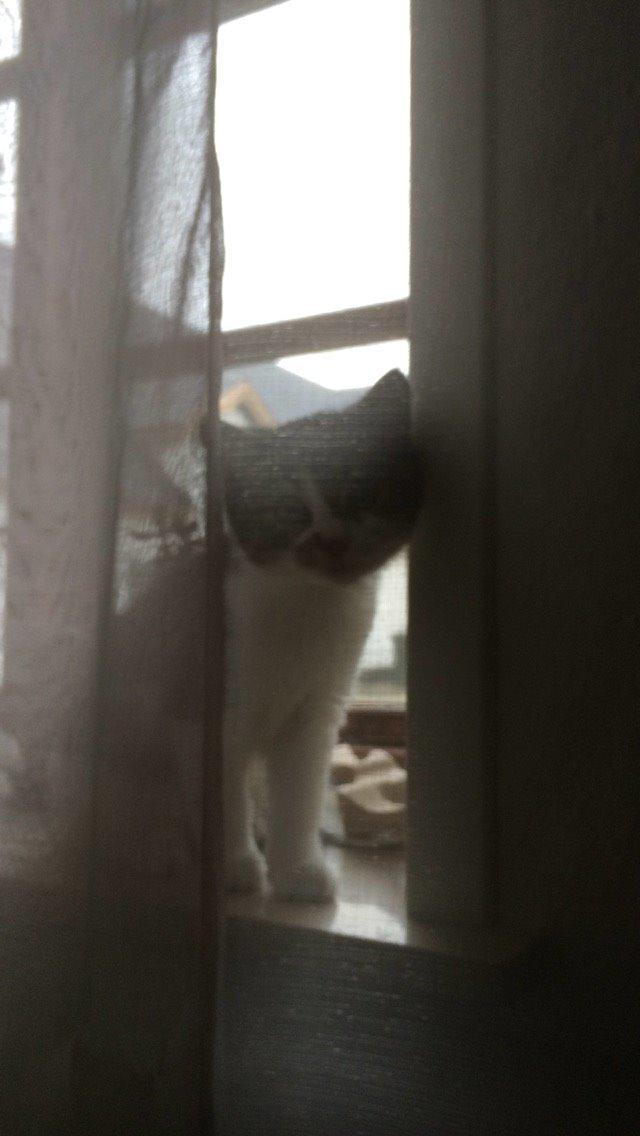 Blanding af racer Storm billede 3