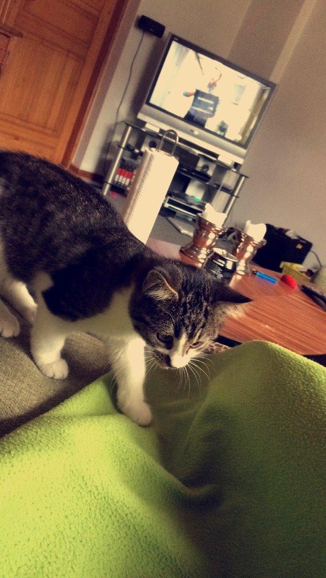 Blanding af racer Storm billede 4