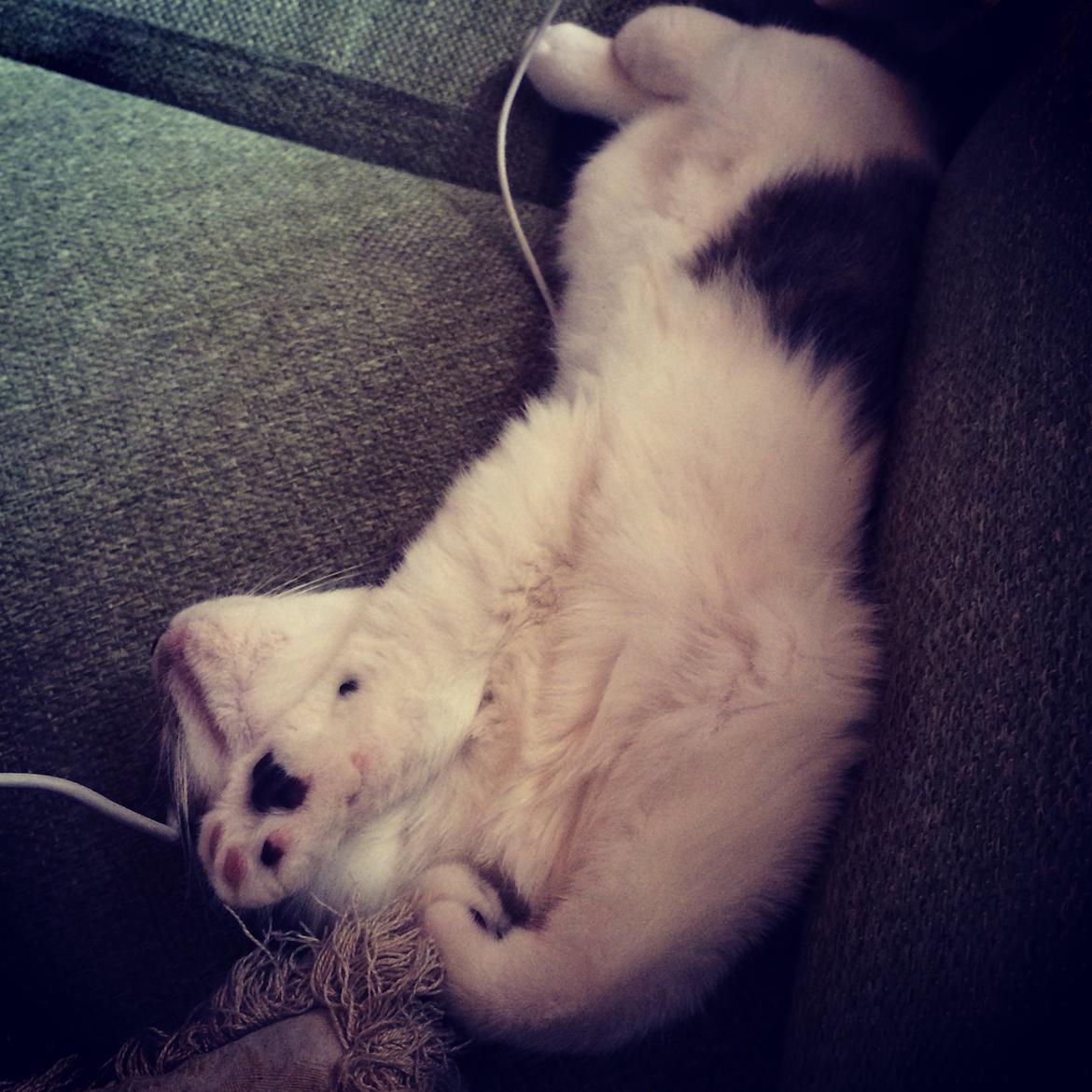 Blanding af racer Storm billede 5