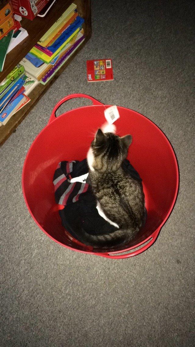 Blanding af racer Storm billede 6