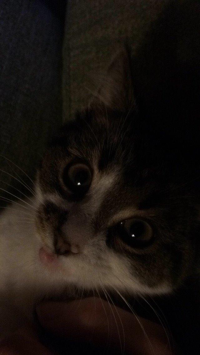 Blanding af racer Storm billede 7