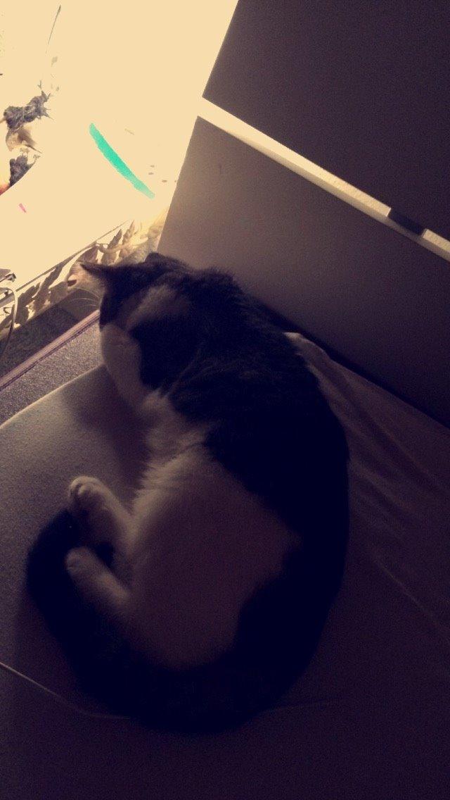 Blanding af racer Storm billede 8