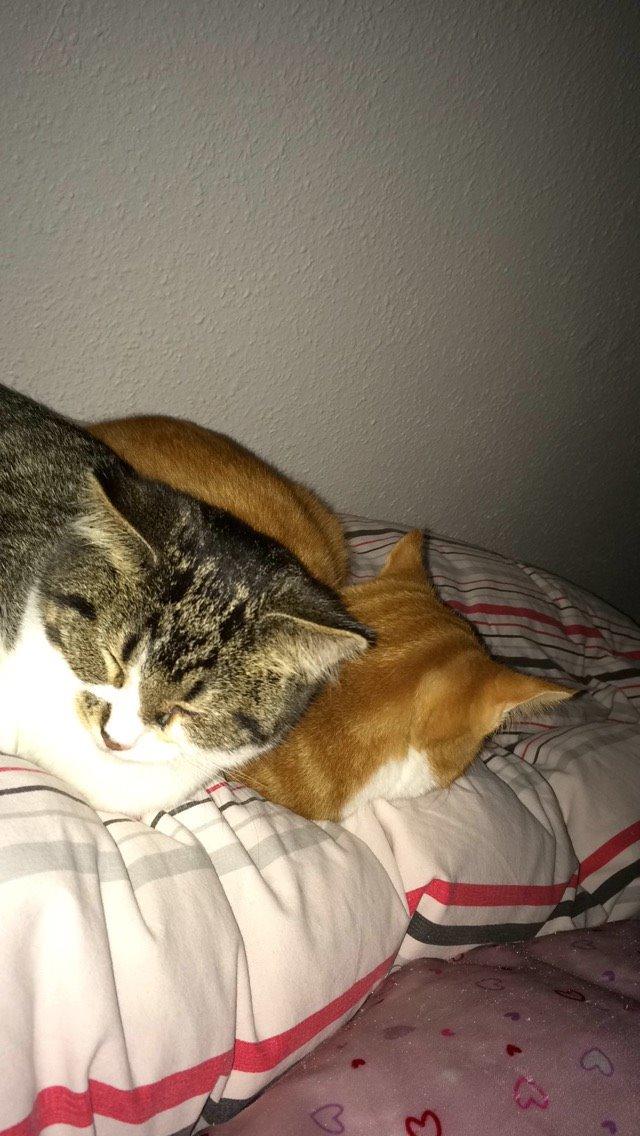 Blanding af racer Storm billede 9