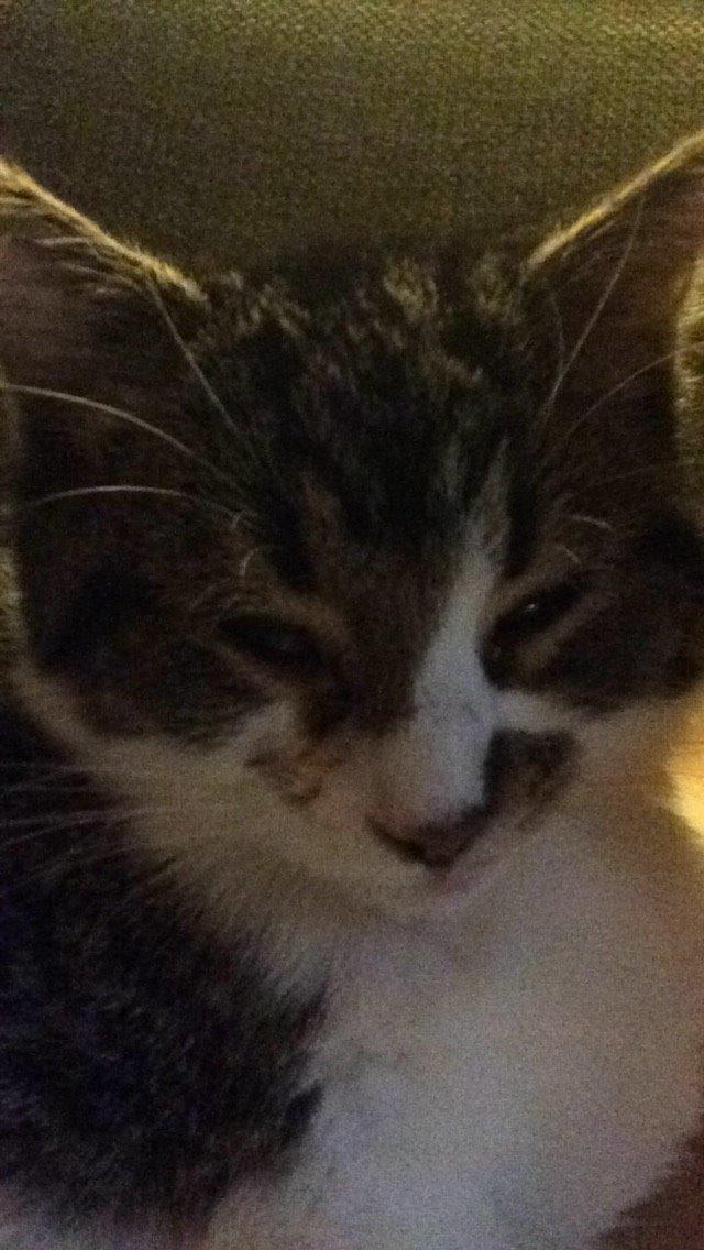 Blanding af racer Storm billede 10