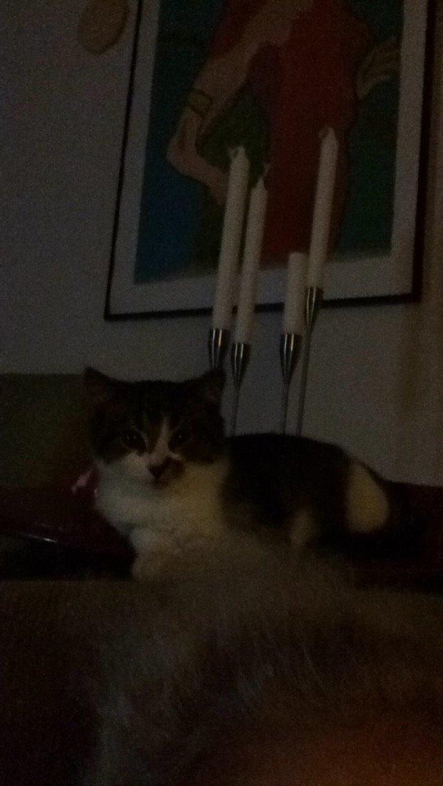 Blanding af racer Storm billede 2