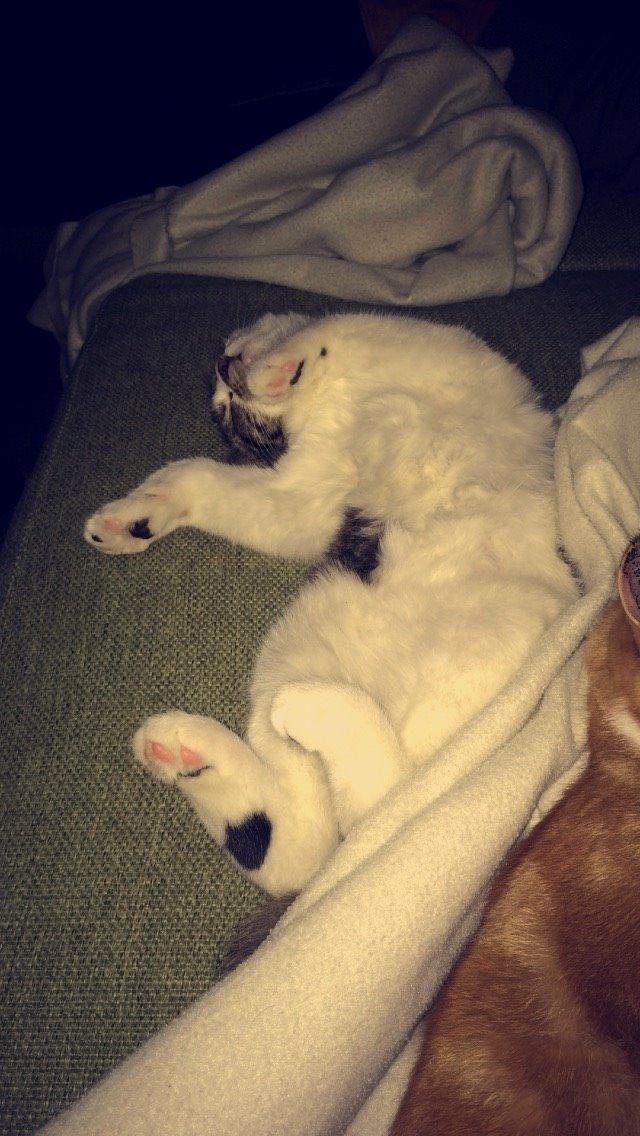 Blanding af racer Storm billede 12