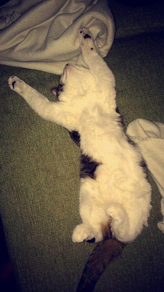 Blanding af racer Storm billede 13