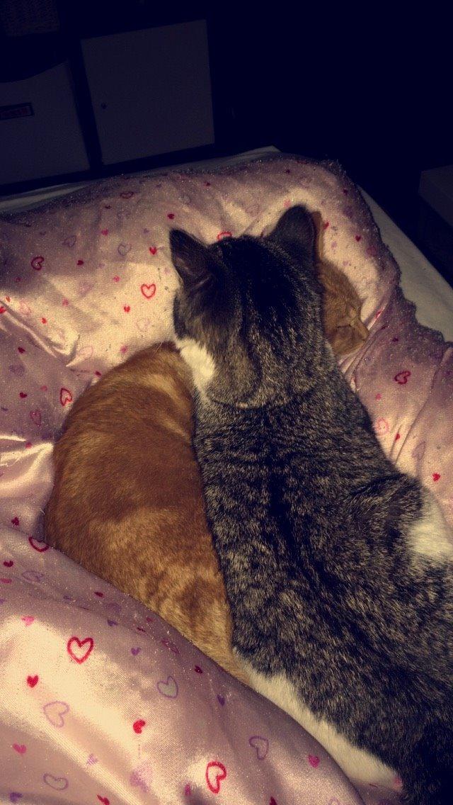 Blanding af racer Storm billede 14