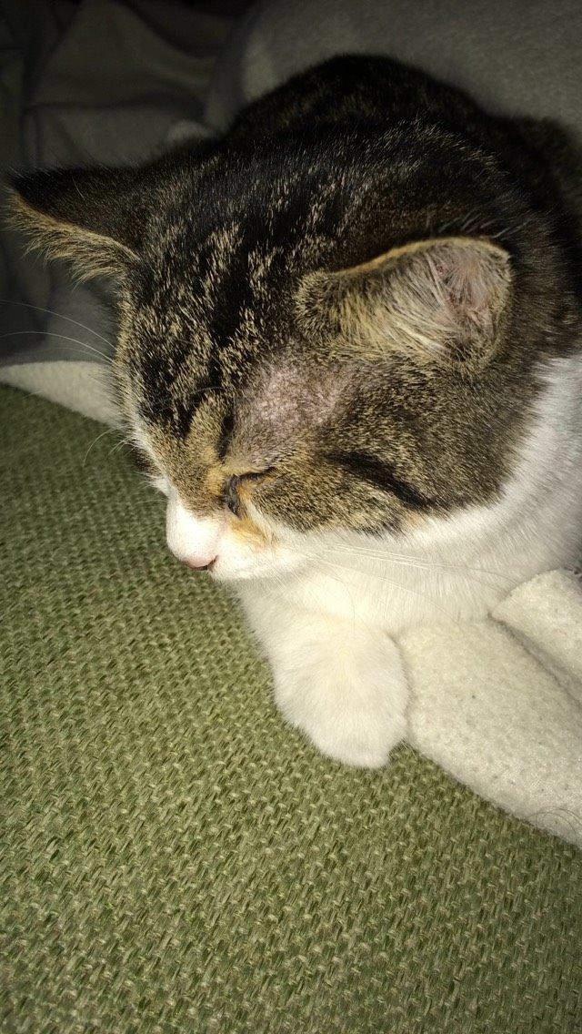 Blanding af racer Storm billede 15