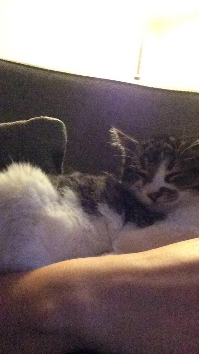 Blanding af racer Storm billede 11