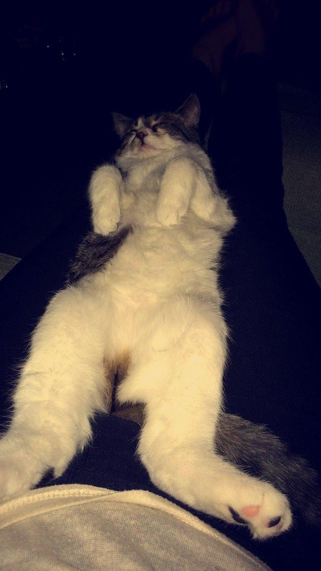 Blanding af racer Storm billede 17