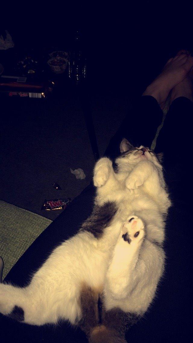 Blanding af racer Storm billede 20