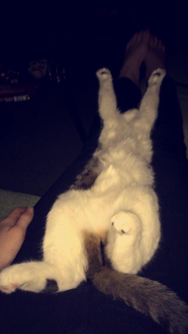 Blanding af racer Storm billede 21