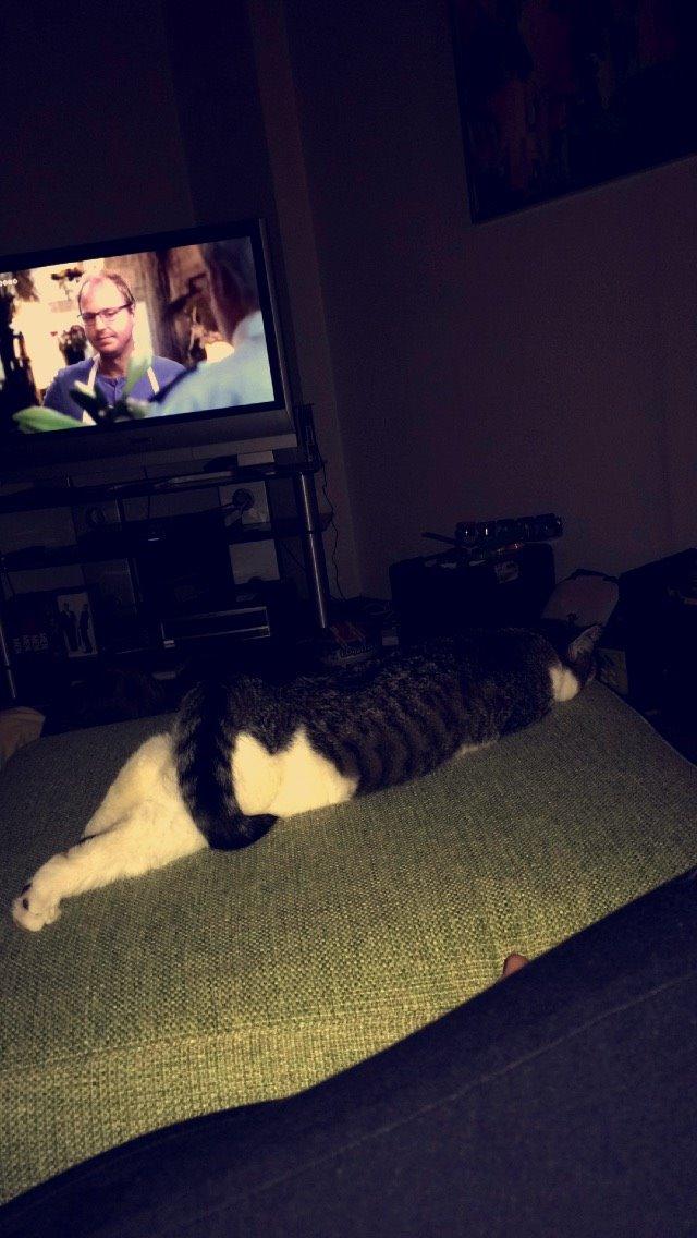 Blanding af racer Storm billede 16