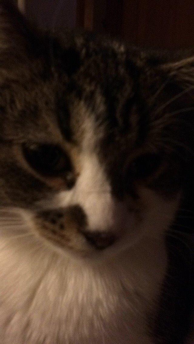 Blanding af racer Storm billede 23