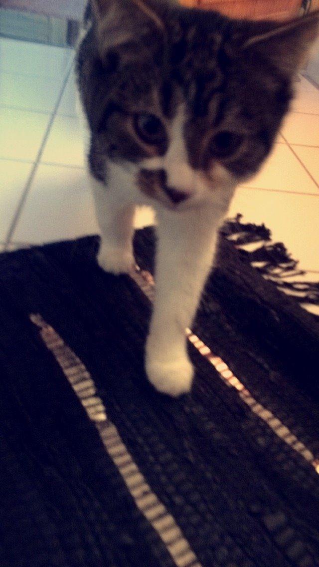 Blanding af racer Storm billede 24