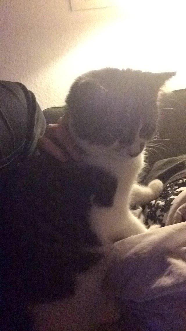 Blanding af racer Storm billede 22