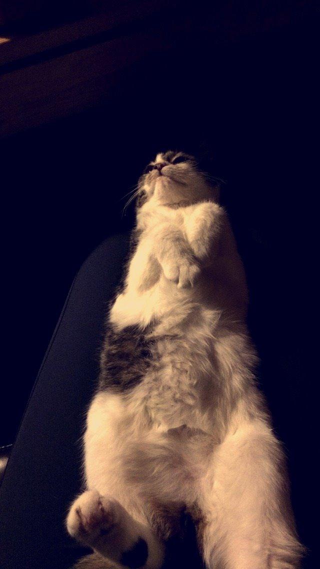 Blanding af racer Storm billede 26