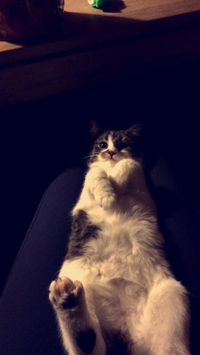 Blanding af racer Storm billede 27