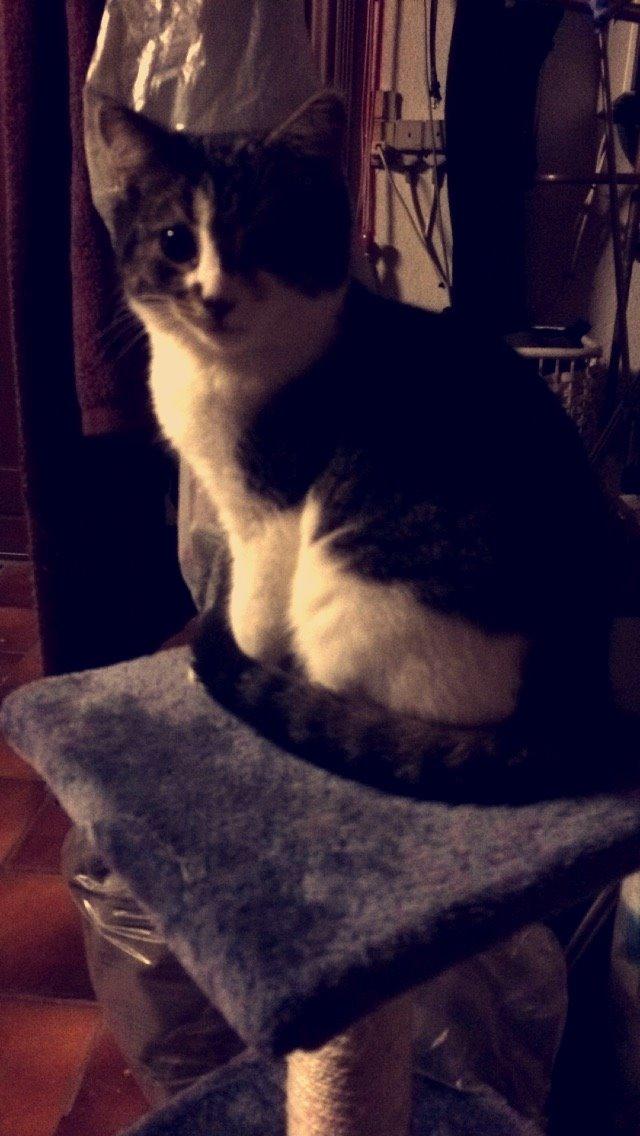 Blanding af racer Storm billede 28