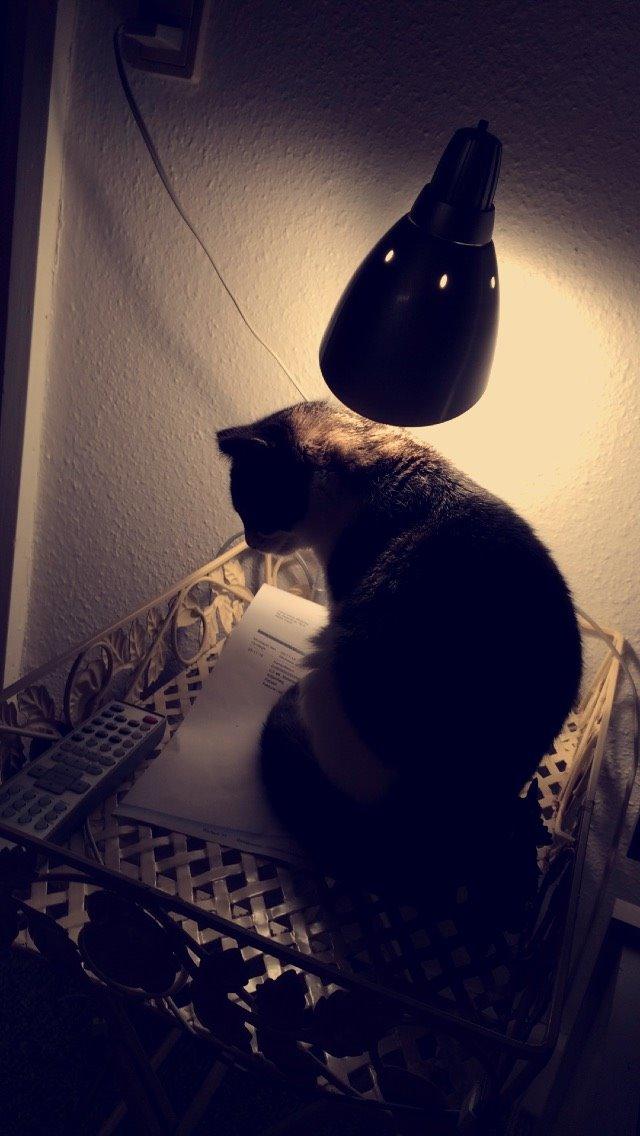 Blanding af racer Storm billede 29