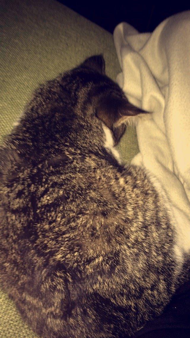 Blanding af racer Storm billede 31