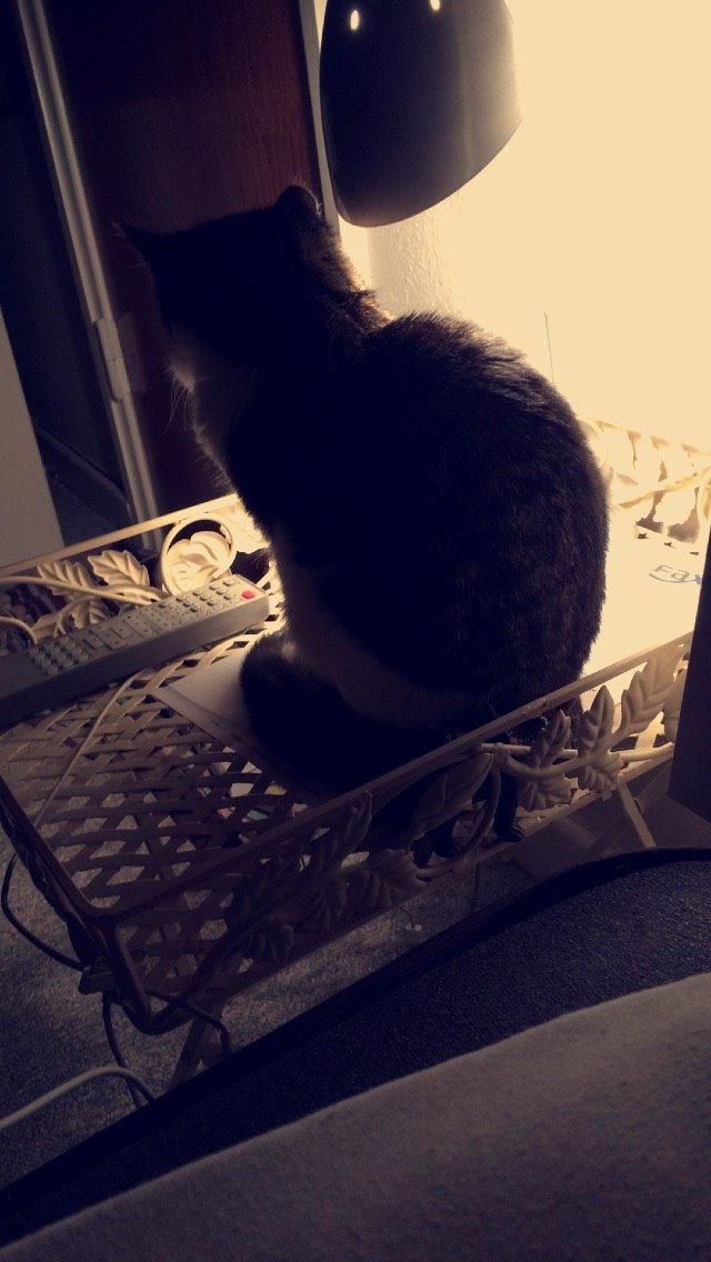 Blanding af racer Storm billede 33