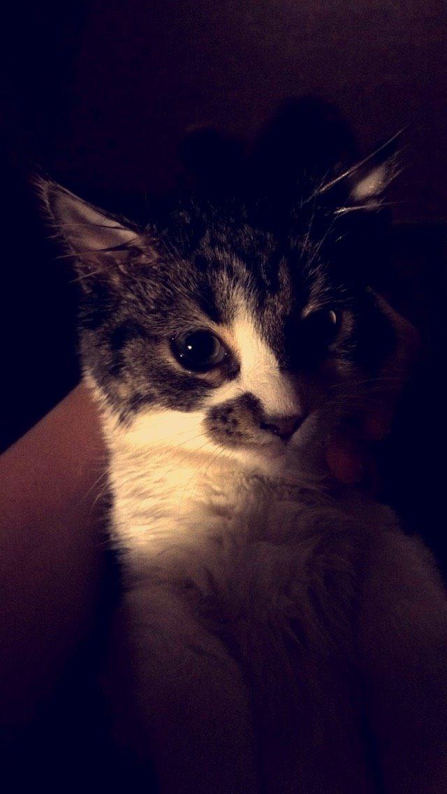 Blanding af racer Storm billede 34