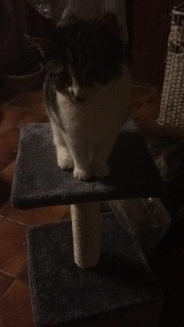 Blanding af racer Storm billede 35