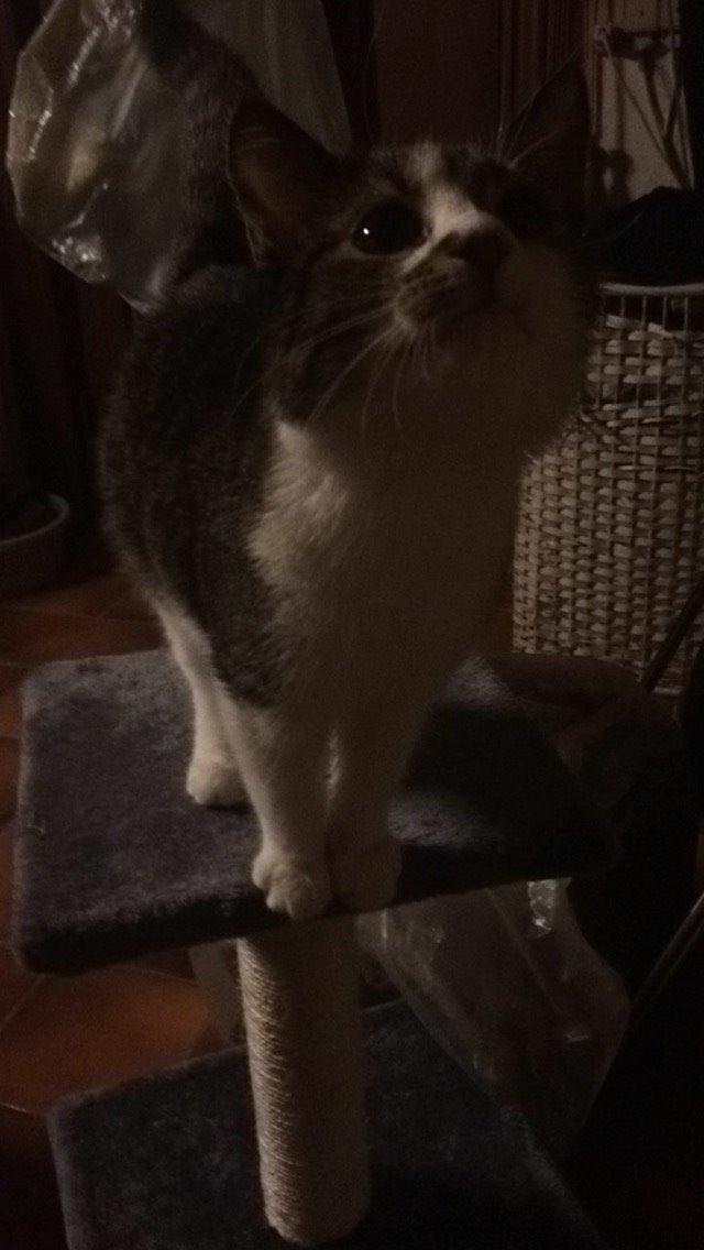 Blanding af racer Storm billede 36