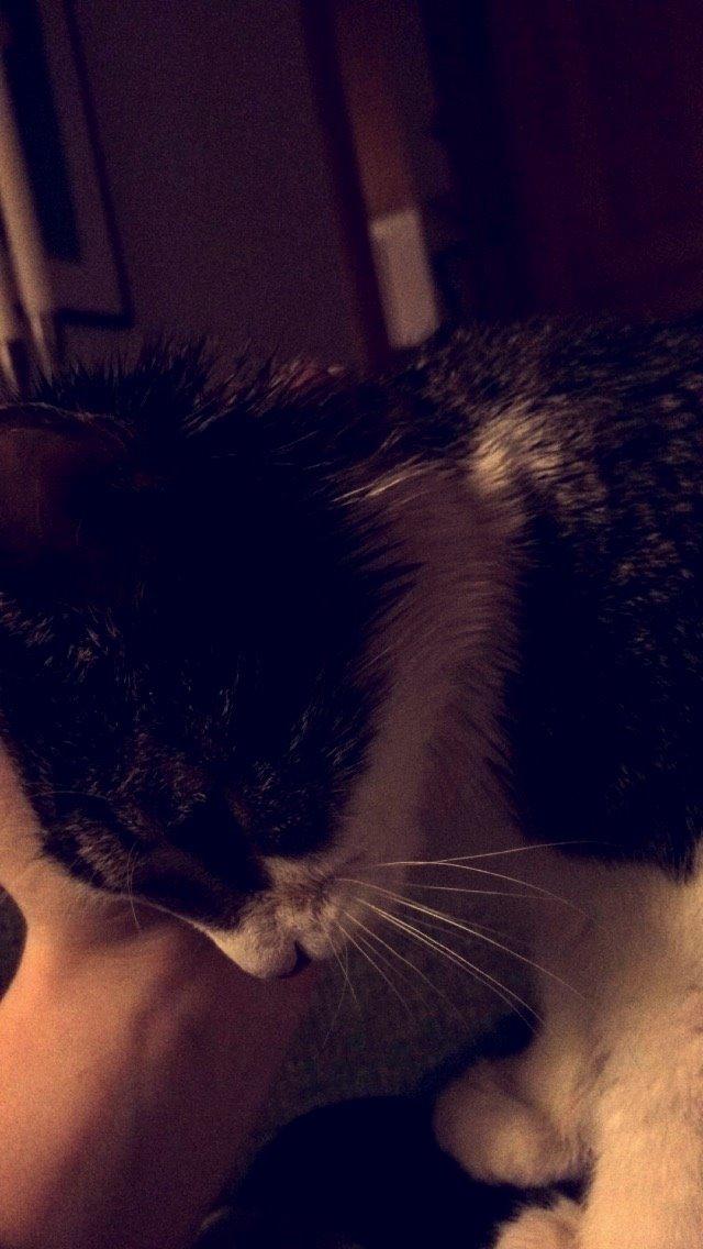 Blanding af racer Storm billede 37