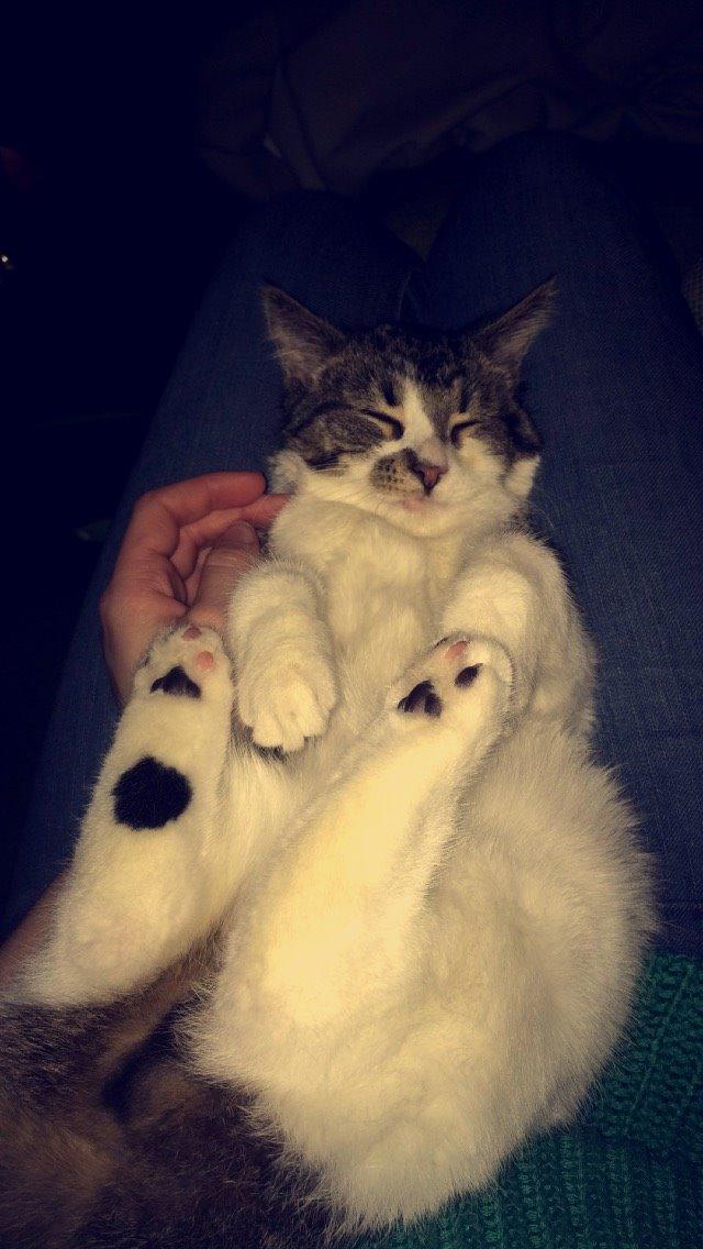 Blanding af racer Storm billede 40