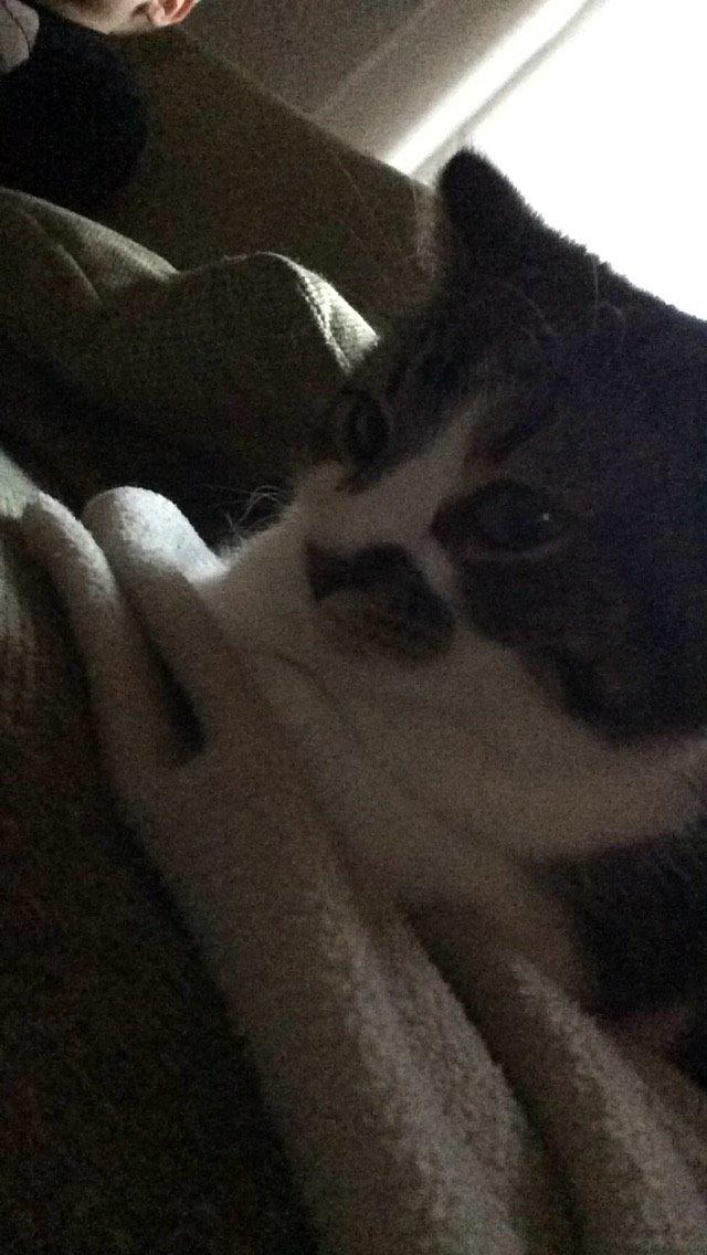 Blanding af racer Storm billede 41