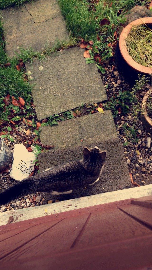 Blanding af racer Storm billede 42