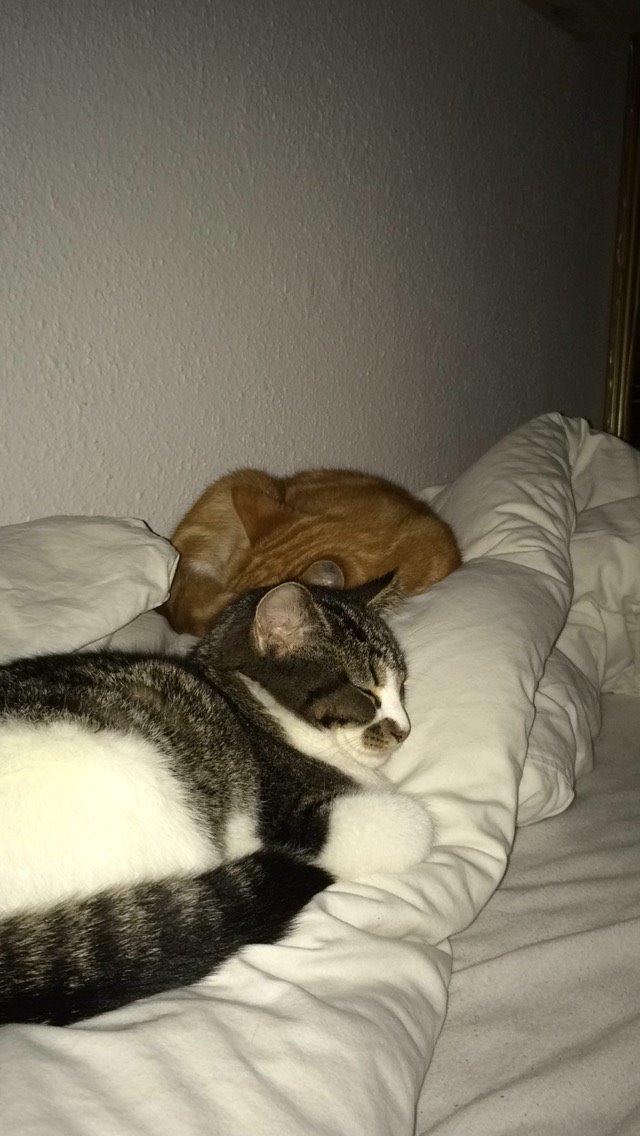 Blanding af racer Storm billede 43